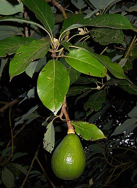 http://upload.wikimedia.org/wikipedia/commons/thumb/7/78/Persea_americana_fruit.JPG/275px-Persea_americana_fruit.JPG