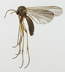 Phronia biarcuata