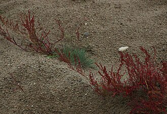La petite oseille, espèce pionnière des dunes, indique des sols avec une perte d'humus[19].