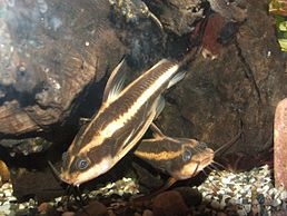 Platydoras armatulus