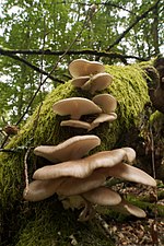 Smámynd fyrir Pleurotus pulmonarius