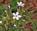 Plumbago zeylanica , Ananthagiri Hills, en Rangareddy, Andhra Pradesh, India