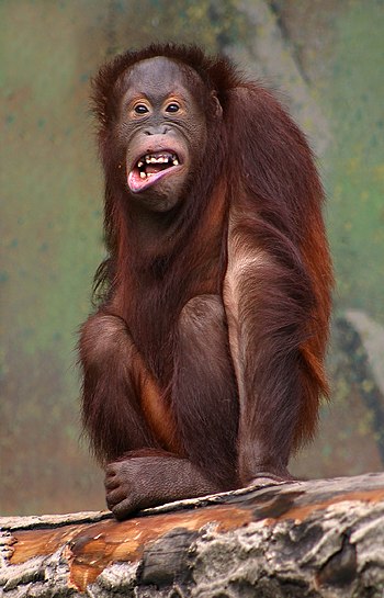 Orangutan in Aalborg Zoo, Denmark Español: Ora...