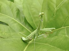 Green specimen on a leaf