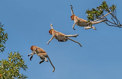 Gambar komposit bekantan (Nasalis larvatus) melompat dari satu pohon ke pohon lain (kanan ke kiri)