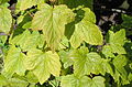 Ribes diunderku - Botanical Garden in Kaisaniemi, Helsinki - DSC03507. 
 JPG