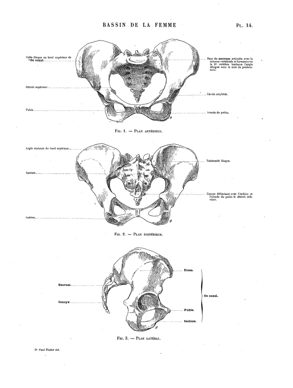 BASSIN DE LA FEMME Pl. 14