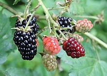 Matang, pematangan dan blackberry belum matang pada sebuah semak