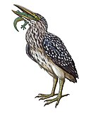 A restoration of a Rodrigues night heron eating a gecko