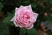 Rosa 'La France'.jpg