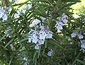 Romarin (Rosmarinus officinalis, Lamiales, Lamiaceae)