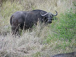 Kafferbuffel in Krugerpark