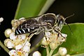 Sand wasp feeding