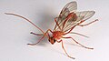 commons:Ophion luteus ?