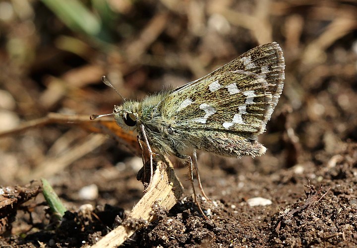 Самка толстоголовки запятой (Hesperia comma)