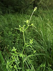 茎の中部につく葉は3出複葉になる。花序ができたばかりの時期で、まだ葉腋に珠芽がついていない。8月中旬。