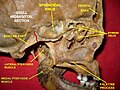 Medial pterygoid muscle