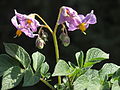 Solanum tuberosum Ciclame (03) .jpg