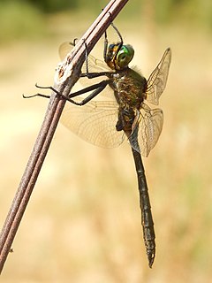 ♂ Somatochlora meridionalis