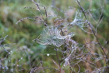 Spinnennetz mit Tau, im Auried