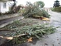 Arbres arrencats per la tempesta a França