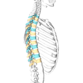 döş fəqərələrinin yan səthi. Torakal skeletin sağ yarısı göstərilmir.