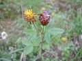 Trifolium badium Inflorescences