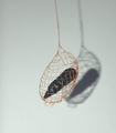 Urodidae moth open-mesh cocoon