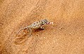 Wüstenchamäleon mit Beute in Namibia
