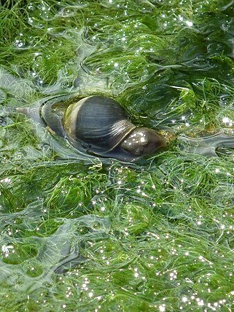 Wasserschnecke