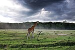 Miniatura per Fotografia de natura