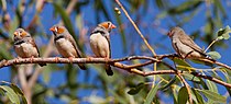 Zebra finch 1 (7325890448).jpg