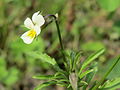 Das wächst darunter: Viola arvensis