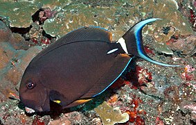 Acanthurus leucocheilus