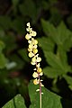 Covered with fine hairs, Achlys triphylla achenes are concave toward stem and fleshy.[4]