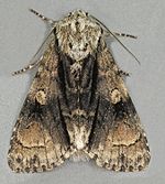 Acronicta alni – Oberseite