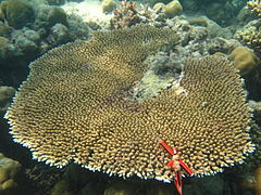 A. hyacinthus en isla Poruma, Estrecho de Torres, Australia.