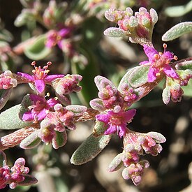 Aizoon sarcophyllum