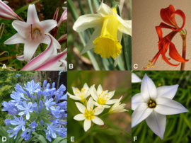 Verschillige geslachtn: A: Crinum, B: Narcissus, C: Sprekelia, D: Agapanthus, E: Allium, F: Tristagma