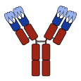 Antibody with CDRs.svg