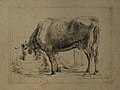 Pijící kráva