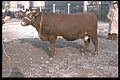 Vache Armoricaine, années 1950, Concours agricole de Paris