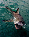 Image 1Clear agonistic behaviour observed in Great White Shark (from Shark agonistic display)