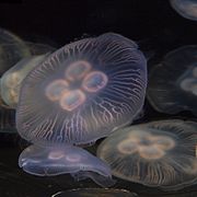 Les méduses ont une symétrie radiale d'ordre 4.
