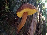 Aureoboletus mirabilis