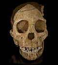 Miniatura para "Paleoantropoloxía"