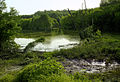 Naturbelassener Auwald an der Donau (Melk/NÖ)