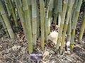 Mounts Botanical Garden, Pantai Palem Bagian Barat, Florida