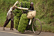 Mężczyźni w Ugandzie używający roweru do transportu bananów