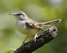 Bandvengprinia, Prinia familiaris Foto: Lip Kee Yap